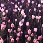 Cho Yi-hyun Instagram - 내가 찍은 꽃사진에 누끼이현 붙이기 🌷🙎‍♀️ 뭔가…이상해…그래서 마음에 들어!!!!🤎