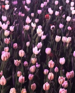 Cho Yi-hyun Instagram - 내가 찍은 꽃사진에 누끼이현 붙이기 🌷🙎‍♀️ 뭔가…이상해…그래서 마음에 들어!!!!🤎
