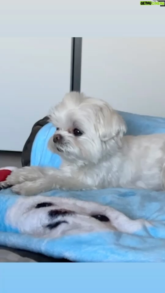 Choi Young-jae Instagram - 템플릿 배워서 추가해따! #Fluffychallenge @b_ftaq #영재 #YOUNGJAE #DoIt #두잇