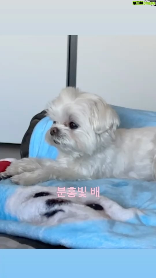 Choi Young-jae Instagram - 나도해보자 릴스! @b_ftaq #영재 #YOUNGJAE #Fluffy #강아지 #반려동물 #FluffyChallenge #CoCo #DoIt