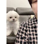 Choi Young-jae Instagram – 밥 먹을때 상추 안주면 화내는 강아지 @b_ftaq