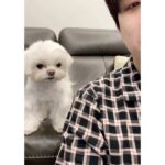 Choi Young-jae Instagram - 밥 먹을때 상추 안주면 화내는 강아지 @b_ftaq