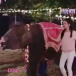 Chomchai Chatvilai Instagram - #แม่ชอบพุดซ้อนฉากนี้เต้นไม่หยุดเลยน่ารักมากๆ #พุดซ้อนพร้อมรำวง ❤️🐘 รำวงกับพุดซ้อน..น้องพร้อมออก Step เต็มที่‼️..⏰1 ทุ่มตรงห้ามพลาด 👉 #แก่นแก้วep12 #ช่อง3กด33