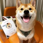 Chris Chiu Instagram – 恭喜我們的Momo醬順利畢業啦！

從幼犬時期開始上課到現在，感謝將近一年半的日子裡有@犬研室的陪伴，從剛開始大小便訓練、幼犬社會化黃金時期，到青少年後的響片思考、才藝訓練等，看到Momo醬越來越乖越穩定甚至是學會了動腦思考，內心真的滿是欣慰。

狗狗正向訓練，不只能讓狗狗身心健康成長、培養思考能力、情緒穩定不浮燥，也能讓主人擁有更輕鬆有效的方式陪伴狗狗。

良好的狗狗飼養觀念一直是犬研室教導給我的，讓我學習到許多正確觀念，來陪伴Momo醬的每一天，真的如之前所說過的「沒有教不會的狗狗，只有教不會的人！」

現在Momo醬已經是成熟穩定的乖狗狗了，除了我跟Momo醬的認真努力之外，也真心感謝犬研室團隊及小夜老師的協助，相信我們的未來會是非常融洽且快樂的❤️

@the_doggy_lab 
@hsieh_fraya 
@momojiang1010