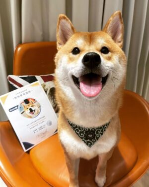 Chris Chiu Instagram - 恭喜我們的Momo醬順利畢業啦！

從幼犬時期開始上課到現在，感謝將近一年半的日子裡有@犬研室的陪伴，從剛開始大小便訓練、幼犬社會化黃金時期，到青少年後的響片思考、才藝訓練等，看到Momo醬越來越乖越穩定甚至是學會了動腦思考，內心真的滿是欣慰。

狗狗正向訓練，不只能讓狗狗身心健康成長、培養思考能力、情緒穩定不浮燥，也能讓主人擁有更輕鬆有效的方式陪伴狗狗。

良好的狗狗飼養觀念一直是犬研室教導給我的，讓我學習到許多正確觀念，來陪伴Momo醬的每一天，真的如之前所說過的「沒有教不會的狗狗，只有教不會的人！」

現在Momo醬已經是成熟穩定的乖狗狗了，除了我跟Momo醬的認真努力之外，也真心感謝犬研室團隊及小夜老師的協助，相信我們的未來會是非常融洽且快樂的❤️

@the_doggy_lab 
@hsieh_fraya 
@momojiang1010
