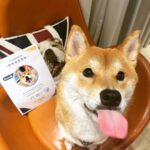 Chris Chiu Instagram – 恭喜我們的Momo醬順利畢業啦！

從幼犬時期開始上課到現在，感謝將近一年半的日子裡有@犬研室的陪伴，從剛開始大小便訓練、幼犬社會化黃金時期，到青少年後的響片思考、才藝訓練等，看到Momo醬越來越乖越穩定甚至是學會了動腦思考，內心真的滿是欣慰。

狗狗正向訓練，不只能讓狗狗身心健康成長、培養思考能力、情緒穩定不浮燥，也能讓主人擁有更輕鬆有效的方式陪伴狗狗。

良好的狗狗飼養觀念一直是犬研室教導給我的，讓我學習到許多正確觀念，來陪伴Momo醬的每一天，真的如之前所說過的「沒有教不會的狗狗，只有教不會的人！」

現在Momo醬已經是成熟穩定的乖狗狗了，除了我跟Momo醬的認真努力之外，也真心感謝犬研室團隊及小夜老師的協助，相信我們的未來會是非常融洽且快樂的❤️

@the_doggy_lab 
@hsieh_fraya 
@momojiang1010