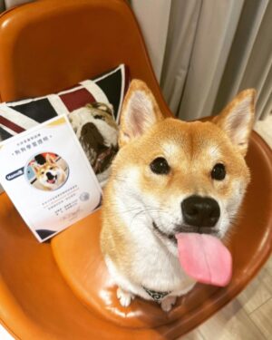 Chris Chiu Instagram - 恭喜我們的Momo醬順利畢業啦！

從幼犬時期開始上課到現在，感謝將近一年半的日子裡有@犬研室的陪伴，從剛開始大小便訓練、幼犬社會化黃金時期，到青少年後的響片思考、才藝訓練等，看到Momo醬越來越乖越穩定甚至是學會了動腦思考，內心真的滿是欣慰。

狗狗正向訓練，不只能讓狗狗身心健康成長、培養思考能力、情緒穩定不浮燥，也能讓主人擁有更輕鬆有效的方式陪伴狗狗。

良好的狗狗飼養觀念一直是犬研室教導給我的，讓我學習到許多正確觀念，來陪伴Momo醬的每一天，真的如之前所說過的「沒有教不會的狗狗，只有教不會的人！」

現在Momo醬已經是成熟穩定的乖狗狗了，除了我跟Momo醬的認真努力之外，也真心感謝犬研室團隊及小夜老師的協助，相信我們的未來會是非常融洽且快樂的❤️

@the_doggy_lab 
@hsieh_fraya 
@momojiang1010