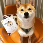 Chris Chiu Instagram – 恭喜我們的Momo醬順利畢業啦！

從幼犬時期開始上課到現在，感謝將近一年半的日子裡有@犬研室的陪伴，從剛開始大小便訓練、幼犬社會化黃金時期，到青少年後的響片思考、才藝訓練等，看到Momo醬越來越乖越穩定甚至是學會了動腦思考，內心真的滿是欣慰。

狗狗正向訓練，不只能讓狗狗身心健康成長、培養思考能力、情緒穩定不浮燥，也能讓主人擁有更輕鬆有效的方式陪伴狗狗。

良好的狗狗飼養觀念一直是犬研室教導給我的，讓我學習到許多正確觀念，來陪伴Momo醬的每一天，真的如之前所說過的「沒有教不會的狗狗，只有教不會的人！」

現在Momo醬已經是成熟穩定的乖狗狗了，除了我跟Momo醬的認真努力之外，也真心感謝犬研室團隊及小夜老師的協助，相信我們的未來會是非常融洽且快樂的❤️

@the_doggy_lab 
@hsieh_fraya 
@momojiang1010