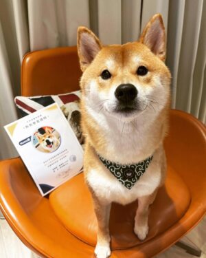 Chris Chiu Instagram - 恭喜我們的Momo醬順利畢業啦！

從幼犬時期開始上課到現在，感謝將近一年半的日子裡有@犬研室的陪伴，從剛開始大小便訓練、幼犬社會化黃金時期，到青少年後的響片思考、才藝訓練等，看到Momo醬越來越乖越穩定甚至是學會了動腦思考，內心真的滿是欣慰。

狗狗正向訓練，不只能讓狗狗身心健康成長、培養思考能力、情緒穩定不浮燥，也能讓主人擁有更輕鬆有效的方式陪伴狗狗。

良好的狗狗飼養觀念一直是犬研室教導給我的，讓我學習到許多正確觀念，來陪伴Momo醬的每一天，真的如之前所說過的「沒有教不會的狗狗，只有教不會的人！」

現在Momo醬已經是成熟穩定的乖狗狗了，除了我跟Momo醬的認真努力之外，也真心感謝犬研室團隊及小夜老師的協助，相信我們的未來會是非常融洽且快樂的❤️

@the_doggy_lab 
@hsieh_fraya 
@momojiang1010