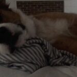 Chris Evans Instagram - When I opened my eyes this morning, he was wide awake just staring at me. If a person did this it would be unsettling. When a dog does it, it’s hilarious.