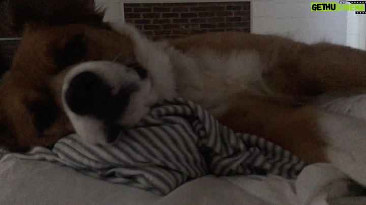 Chris Evans - 1.4 Million Likes - When I opened my eyes this morning, he was wide awake just staring at me. If a person did this it would be unsettling. When a dog does it, it’s hilarious.