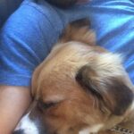 Chris Evans Instagram - In my house, every day is #internationaldogday #thinkjinx #partneredwithjinx