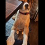Chris Evans Instagram - In my house, every day is #internationaldogday #thinkjinx #partneredwithjinx