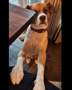 Chris Evans Instagram - In my house, every day is #internationaldogday 

#thinkjinx 
#partneredwithjinx