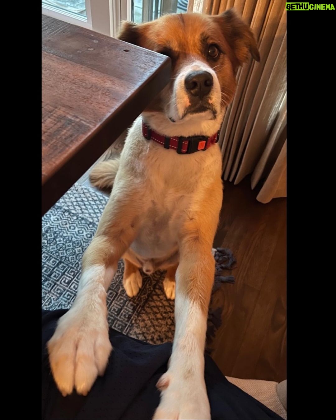Chris Evans - 3.8 Million Likes - In my house, every day is #internationaldogday
#thinkjinx
#partneredwithjinx