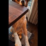 Chris Evans Instagram - In my house, every day is #internationaldogday #thinkjinx #partneredwithjinx