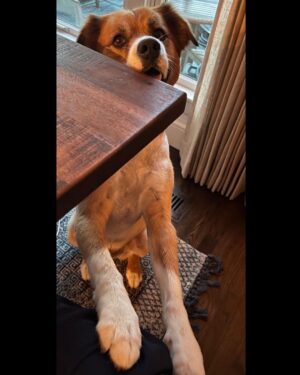 Chris Evans Instagram - In my house, every day is #internationaldogday 

#thinkjinx 
#partneredwithjinx