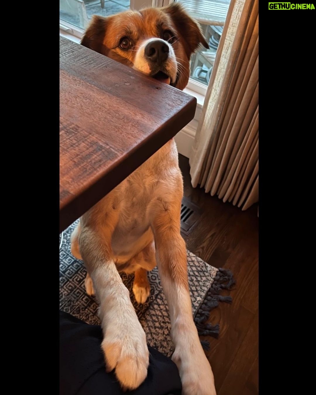 Chris Evans - 3.8 Million Likes - In my house, every day is #internationaldogday
#thinkjinx
#partneredwithjinx