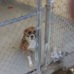 Chris Evans Instagram - Happy #nationalrescuedogday This is the moment I met Dodger. I was filming a movie in Savannah and the scene took place at a shelter. I had no intention of rescuing a dog that day, but the minute I saw him I knew he was coming home w me. There are so many loving animals at shelters who are in desperate need of a home. Visit a shelter and leave with a best friend.