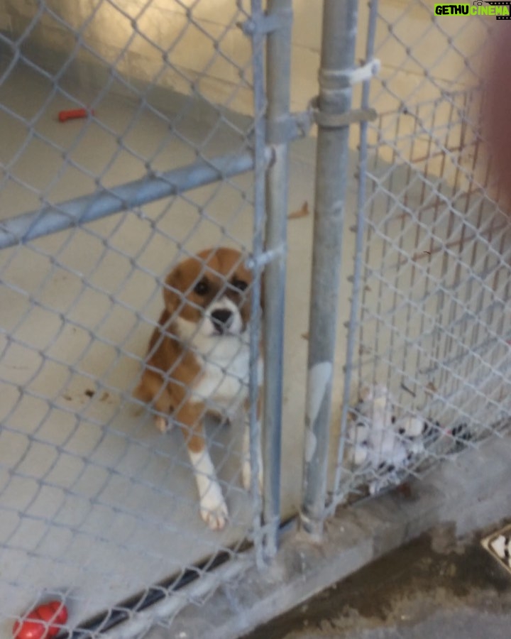 Chris Evans - 2.4 Million Likes - Happy #nationalrescuedogday
This is the moment I met Dodger. I was filming a movie in Savannah and the scene took place at a shelter. I had no intention of rescuing a dog that day, but the minute I saw him I knew he was coming home w me.
There are so many loving animals at shelters who are in desperate need of a home. Visit a shelter and leave with a best friend.