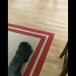 Chris Lamica Instagram – Break time! #poodlesofinstagram #poodle #anda #mutt #muttsofinstagram  @wagsandwalks @j2snyder #zionmonroe #rescuedog #rescuedogsofinstagram #spiritanimal #dividutch #happiness #mysquad