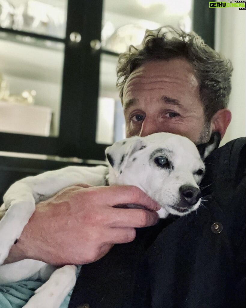 Chris O'Dowd Instagram - Genuinely think this gorgeous fucker has magical powers. #happyDogsDay #Spuddy