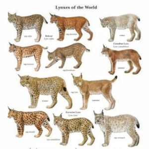 Chris O'Dowd Instagram - Who likes big cats?