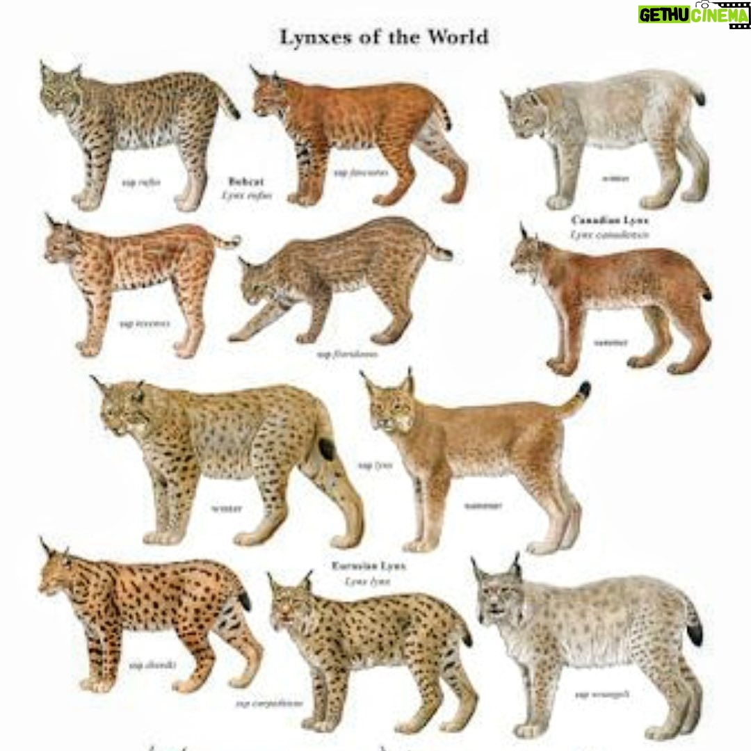 Chris O'Dowd - 2.7K Likes - Who likes big cats?