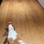 Chrissy Teigen Instagram - babies and dogs and maybe a nip who cares