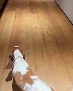 Chrissy Teigen Instagram - babies and dogs and maybe a nip who cares