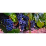 Christine Nguyen Instagram - This was the first time I was able to just freely roam the #vineyards and pick #wine #grapes to nosh on. I've never seen them so luscious and hanging so low. Delicious in pure and #vino form. This trip made me fall in love with wine country all over again. Swoon... 🍇💜🍇