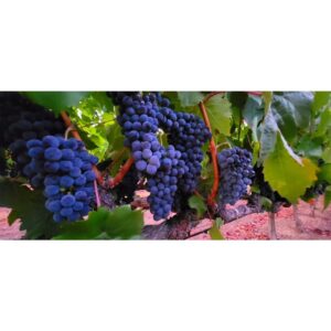 Christine Nguyen Instagram - This was the first time I was able to just freely roam the #vineyards and pick #wine #grapes to nosh on.  I've never seen them so luscious and hanging so low.  Delicious in pure and #vino form.  This trip made me fall in love with wine country all over again.  Swoon... 🍇💜🍇