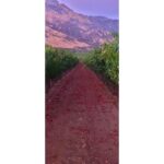 Christine Nguyen Instagram - This was the first time I was able to just freely roam the #vineyards and pick #wine #grapes to nosh on. I've never seen them so luscious and hanging so low. Delicious in pure and #vino form. This trip made me fall in love with wine country all over again. Swoon... 🍇💜🍇