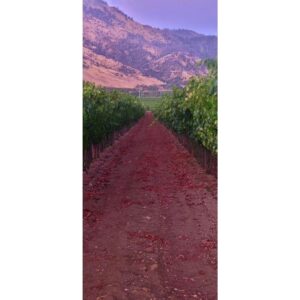 Christine Nguyen Instagram - This was the first time I was able to just freely roam the #vineyards and pick #wine #grapes to nosh on.  I've never seen them so luscious and hanging so low.  Delicious in pure and #vino form.  This trip made me fall in love with wine country all over again.  Swoon... 🍇💜🍇