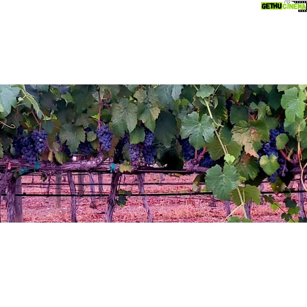 Christine Nguyen Instagram - This was the first time I was able to just freely roam the #vineyards and pick #wine #grapes to nosh on. I've never seen them so luscious and hanging so low. Delicious in pure and #vino form. This trip made me fall in love with wine country all over again. Swoon... 🍇💜🍇