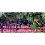 Christine Nguyen Instagram – This was the first time I was able to just freely roam the #vineyards and pick #wine #grapes to nosh on.  I’ve never seen them so luscious and hanging so low.  Delicious in pure and #vino form.  This trip made me fall in love with wine country all over again.  Swoon… 🍇💜🍇