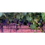 Christine Nguyen Instagram - This was the first time I was able to just freely roam the #vineyards and pick #wine #grapes to nosh on. I've never seen them so luscious and hanging so low. Delicious in pure and #vino form. This trip made me fall in love with wine country all over again. Swoon... 🍇💜🍇