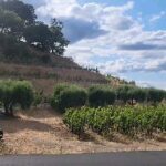 Christine Nguyen Instagram - Miles upon miles of old vines and new vines. Just love it here! Hello #Napa! 🍇🍷🍇 #SilveradoTrail