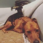 Christopher Mintz-Plasse Instagram - Happy 9th birthday to my dumbass dog Crosby. You’re creakier now, but still my boy