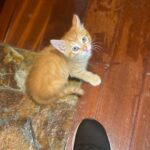 Clara de Sousa Instagram - Está aqui uma pessoa a fazer o jantar e tem o “Brad Pit dos gatos” a seus pés, a mirar-nos com o olhar mais azul e ternurento deste mundo. Pois é... a família voltou a crescer. Mais um bebé para cuidar 💖 Este é o adorável Rissol. Apelido: de Camarão. #catlife #loirodeolhosazuis #baby #kitten