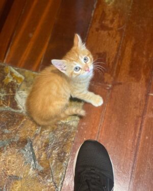 Clara de Sousa Instagram - Está aqui uma pessoa a fazer o jantar e tem o “Brad Pit dos gatos” a seus pés, a mirar-nos com o olhar mais azul e ternurento deste mundo. 
Pois é... a família voltou a crescer. Mais um bebé para cuidar 💖
Este é o adorável Rissol. Apelido: de Camarão. 
#catlife #loirodeolhosazuis #baby #kitten
