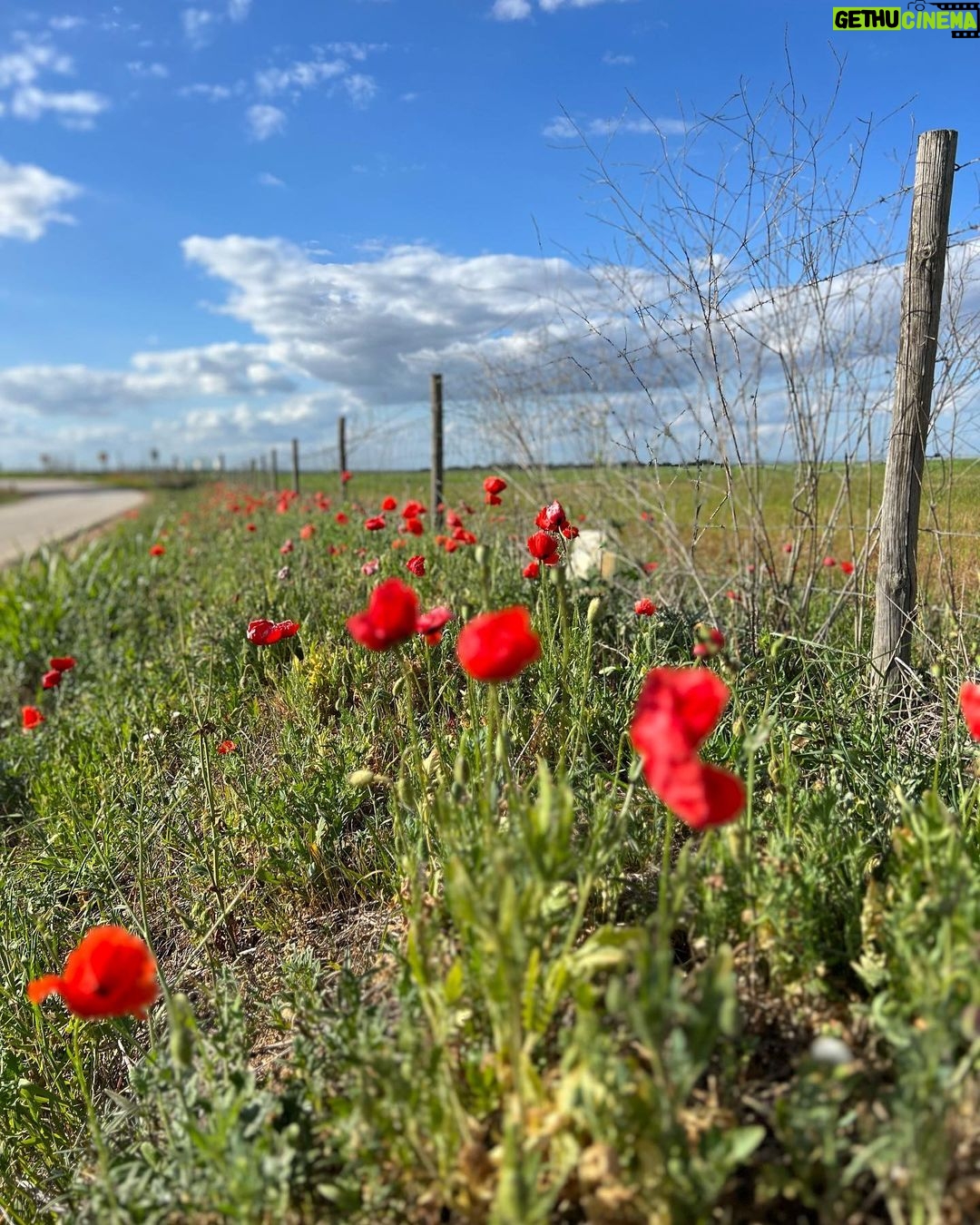 Clara de Sousa Instagram - Papoilas… #beiradaestrada #papoilas #alentejo #portugal