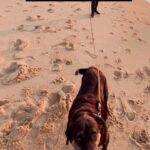 Clara de Sousa Instagram - Juntos desde 2011, desde que o fui buscar à @apa.torresvedras com apenas 2 meses. Uma vida inteira cheia de aventuras. Adorávamos correr juntos na praia. Sentir a brisa do mar. Cheirar a maresia. Era na praia que ele era mais feliz. Para sempre no meu ❤️ meu grande guerreiro. #kikoeurfijuntosdenovo #kikoblacklabrador