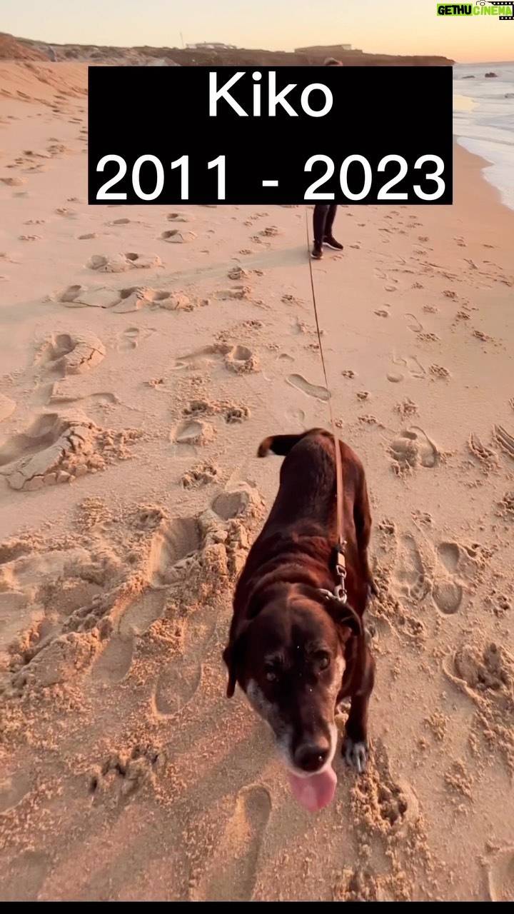 Clara de Sousa Instagram - Juntos desde 2011, desde que o fui buscar à @apa.torresvedras com apenas 2 meses. Uma vida inteira cheia de aventuras. Adorávamos correr juntos na praia. Sentir a brisa do mar. Cheirar a maresia. Era na praia que ele era mais feliz. Para sempre no meu ❤️ meu grande guerreiro. #kikoeurfijuntosdenovo #kikoblacklabrador