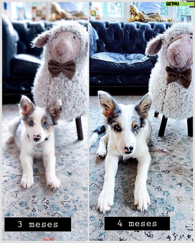 Clara de Sousa Instagram - A crescer forte e saudável @lucky.blue.eyes ❤️🌟 Guardador de rebanhos. De uma ovelha. Por enquanto. 🙄 #luckycrazybordercollie #portuguesebordercollie #bordercolliesofinstagram #bordercolliepuppy