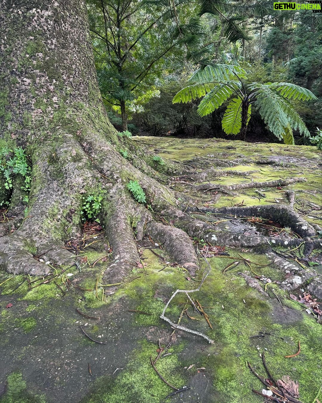 Clara de Sousa Instagram - Terra Nostra 💚 #parqueterranostra #furnas #acoressaomiguel #acoresportugal