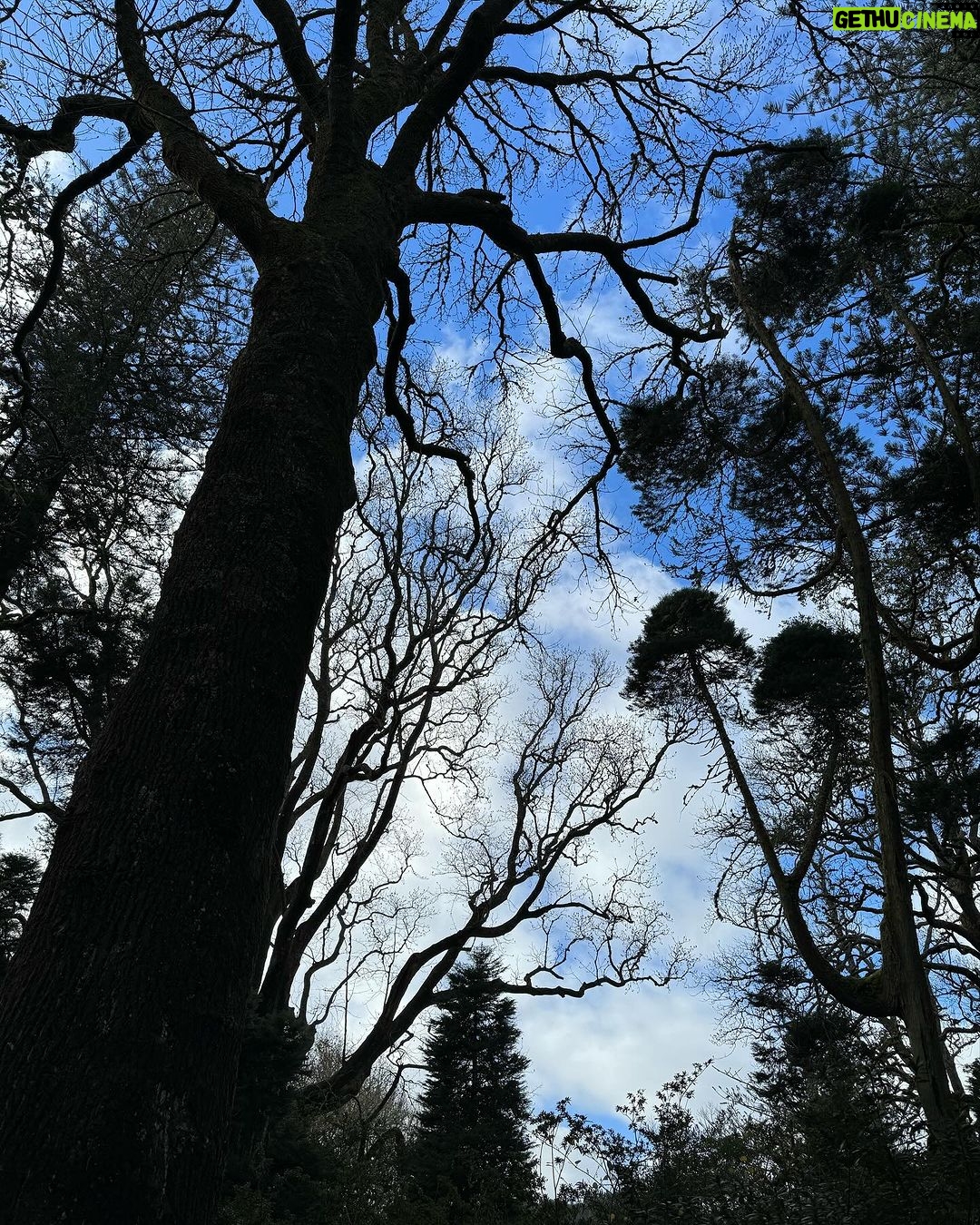 Clara de Sousa Instagram - Terra Nostra 💚 #parqueterranostra #furnas #acoressaomiguel #acoresportugal