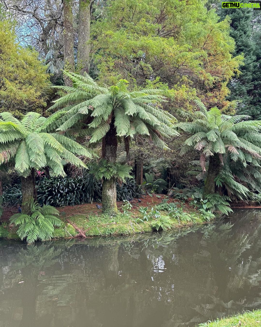 Clara de Sousa Instagram - Terra Nostra 💚 #parqueterranostra #furnas #acoressaomiguel #acoresportugal
