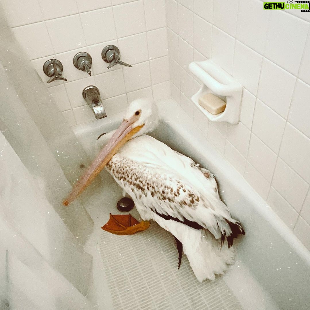 Clare Bowen Instagram - It’s almost the freakin’ weekend. Let us celebrate with a #tbt to The Incident With The Pelican. 🙄 #dorothy #rescue #maamtherearenopelicansintennessee #exceptwhenthereare #donottrythisathome #itsmybathtubandiwilltemporarilyhouseerrantwaterbirdsinitifiwantto #undignified #tgif #pelican #thankyouwaldenspuddle #everythingisnormal Nashville, Tennessee