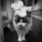 Clare Bowen Instagram - Frank would like to speak to the manager. #catshaming #catsofinstagram #pompadour #complaints #happynewyear #johneddie Blue Mountains, Katoomba, Australia